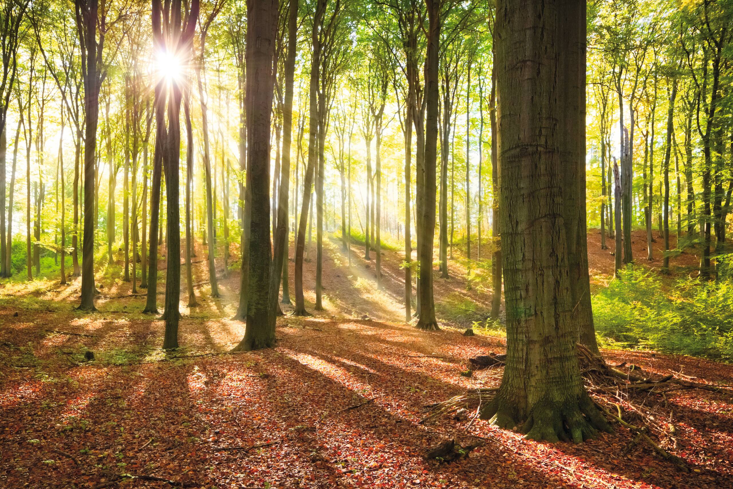 Ein sonnendurchfluteter Wald mit hohen Bäumen, die in verschiedenen Grüntönen blühen. Das Licht strömt durch die Blätter, während der Boden mit buntem Laub bedeckt ist. Sanfte Schatten fallen auf den Waldboden und verleihen der Szene eine friedliche Atmosphäre.