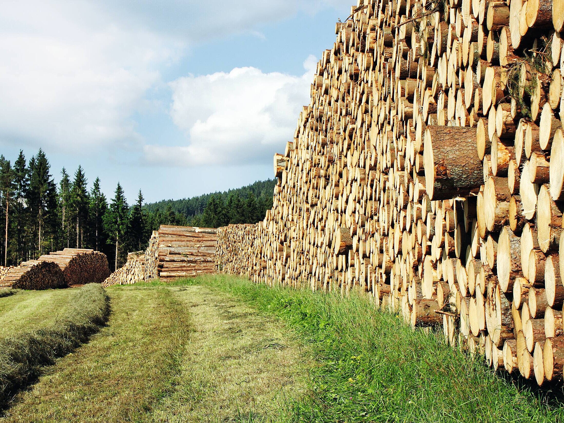 Holzstapel auf einer Wiese